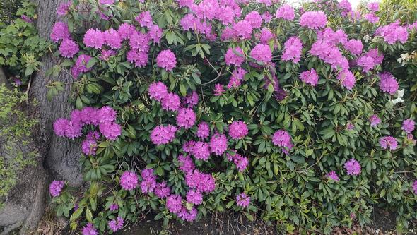 Rhododendron im Mai 2026